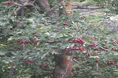Ribes alpestre